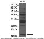 PEMT Antibody in Western Blot (WB)