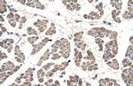 GCDH Antibody in Immunohistochemistry (IHC)