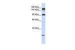 ABCA5 Antibody in Western Blot (WB)