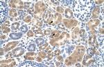 SLC38A1 Antibody in Immunohistochemistry (IHC)