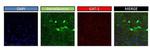 SLC6A1 Antibody in Immunohistochemistry (IHC)