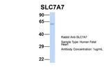 SLC7A7 Antibody in Western Blot (WB)