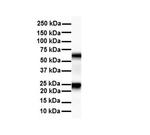 SLC33A1 Antibody in Western Blot (WB)