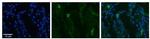 SLCO2B1 Antibody in Immunohistochemistry (Paraffin) (IHC (P))