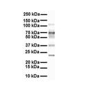 SLC27A3 Antibody in Western Blot (WB)