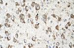 SLC26A8 Antibody in Immunohistochemistry (IHC)