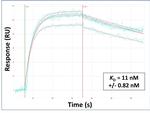 SLC15A4 Antibody in Surface plasmon resonance (SPR)