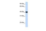 G6PC Antibody in Western Blot (WB)