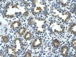 GUSB Antibody in Immunohistochemistry (Paraffin) (IHC (P))