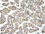 NEU1 Antibody in Immunohistochemistry (IHC)