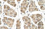 KLHL31 Antibody in Immunohistochemistry (IHC)