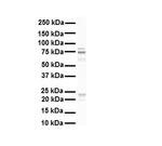 RHOT1 Antibody in Western Blot (WB)