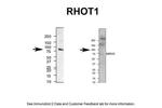 RHOT1 Antibody in Western Blot (WB)