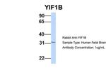 YIF1B Antibody in Western Blot (WB)