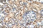 IFIT3 Antibody in Immunohistochemistry (IHC)