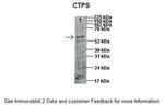 CTPS Antibody in Western Blot (WB)