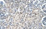 SHMT2 Antibody in Immunohistochemistry (Paraffin) (IHC (P))