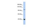 MTHFD1 Antibody in Western Blot (WB)