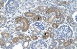 XTP3TPA Antibody in Immunohistochemistry (IHC)