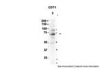 CDT1 Antibody in Western Blot (WB)