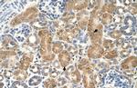 GPAA1 Antibody in Immunohistochemistry (Paraffin) (IHC (P))