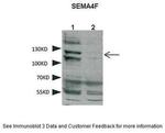 SEMA4F Antibody in Western Blot (WB)