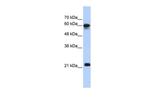 SEMA4F Antibody in Western Blot (WB)