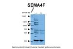SEMA4F Antibody in Western Blot (WB)