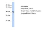 OXA1L Antibody in Western Blot (WB)