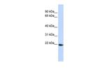 TMED1 Antibody in Western Blot (WB)