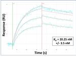 LAPTM4B Antibody in Surface plasmon resonance (SPR)