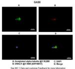 GAS8 Antibody in Immunocytochemistry (ICC/IF)