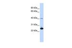 SELS Antibody in Western Blot (WB)