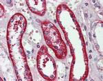 eIF3e Antibody in Immunohistochemistry (IHC)