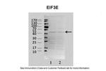 eIF3e Antibody in Western Blot (WB)