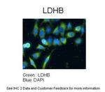 LDHB Antibody in Immunocytochemistry (ICC/IF)