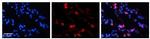 Transketolase Antibody in Immunohistochemistry (Paraffin) (IHC (P))