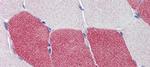 HMGCS1 Antibody in Immunohistochemistry (IHC)