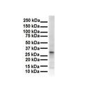 ECHDC2 Antibody in Western Blot (WB)