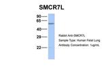 SMCR7L Antibody in Western Blot (WB)