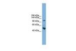 PCDH18 Antibody in Western Blot (WB)