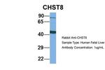 CHST8 Antibody in Western Blot (WB)