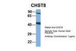 CHST8 Antibody in Western Blot (WB)