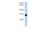 Ly-108 Antibody in Western Blot (WB)