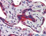 FEZF1 Antibody in Immunohistochemistry (IHC)