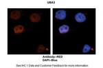 UBA3 Antibody in Immunohistochemistry (IHC)