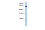 LIN9 Antibody in Western Blot (WB)