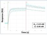 OAS1 Antibody in Surface plasmon resonance (SPR)