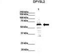 CRMP2 Antibody in Western Blot (WB)