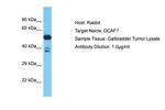 DCAF7 Antibody in Western Blot (WB)